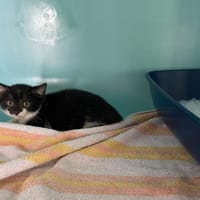 KAY, chatte à adopter