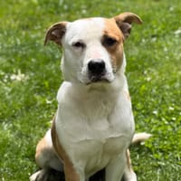 Bubbles CAA15308, chien à adopter