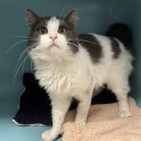 EMEL, chat à adopter