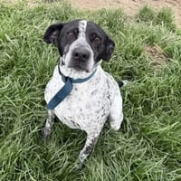 Love, chienne à adopter