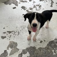 BINTI (réservé), chienne à adopter