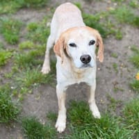 ottis CAA15297, chien à adopter