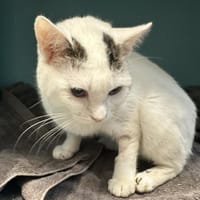 ELRIC, chat à adopter