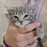 SOPHIE, chatte à adopter