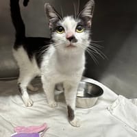 AYA, chatte à adopter
