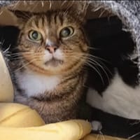BILL, chat à adopter