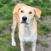 Mocca CAA15299, chien à adopter