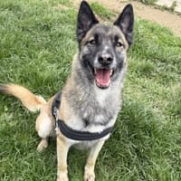 Tayra, chienne à adopter