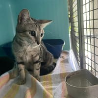 KAIMANA, chatte à adopter