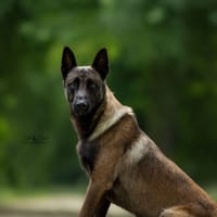 Athos, chien à adopter