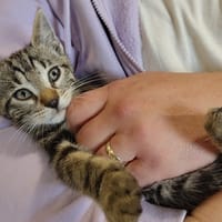 LOGAN, chat à adopter