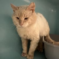ESLEM, chatte à adopter