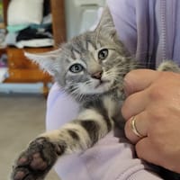 FANNY, chatte à adopter