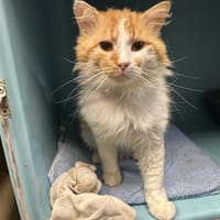 ELIAZ, chat à adopter
