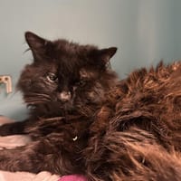 ENRICO, chat à adopter