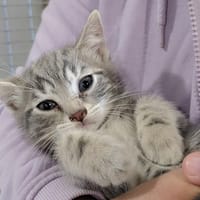 FLORENCE, chatte à adopter