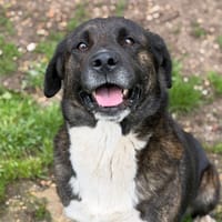 Loulou CAA15293, chien à adopter
