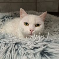 BLANCHE NEIGE, chatte à adopter