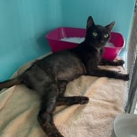 MARCEL, chat à adopter