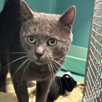 CASTOR, chat à adopter
