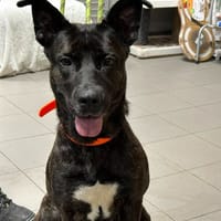SHELBIE, chienne à adopter