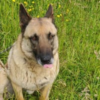 Hulk, chien à adopter