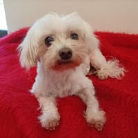 Edelweiss, chienne à adopter