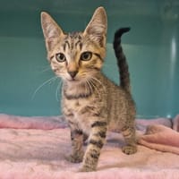 Dina, chatte à adopter