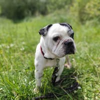 GUISMO VAA, chien à adopter