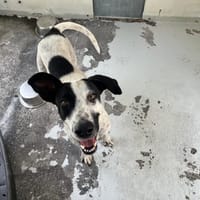 BELIZ, chienne à adopter