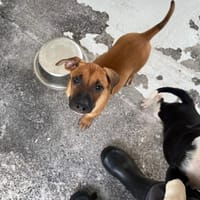 BOUNI (réservé), chien à adopter