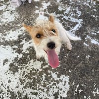 TWIX, chien à adopter