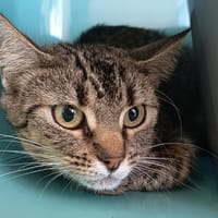 SERA C, chatte à adopter