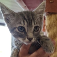 PHILIPPE, chat à adopter