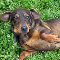 PEPITE, chienne à adopter
