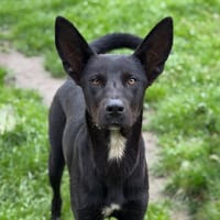 Oliver CAA15296, chien à adopter