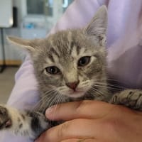 PATRICIA, chatte à adopter