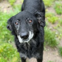 Lovna CAA15294, chienne à adopter