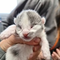 JOJO, chat à adopter