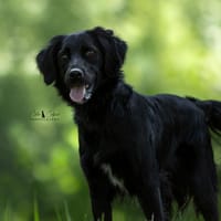Amaya, chienne à adopter