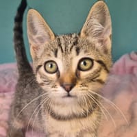 Joéna, chatte à adopter