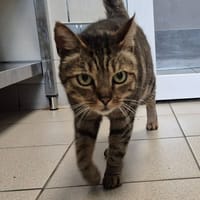 GASPARD QCT, chat à adopter