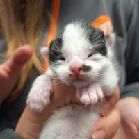 MOJO, chat à adopter