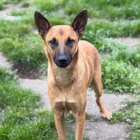 Batman CAA15295, chien à adopter