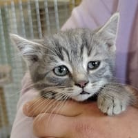 JEAN-FRANCOIS, chat à adopter