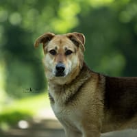 Antares, chien à adopter