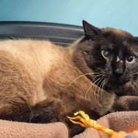 ALPHONSE QCT (a trouvé sa famille), chat à adopter