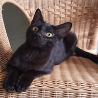 GRIZZLI, chat à adopter