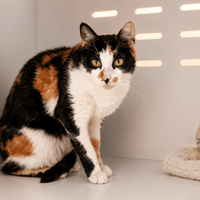 STELLA, chatte à adopter