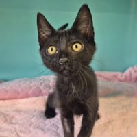 Ada, chatte à adopter
